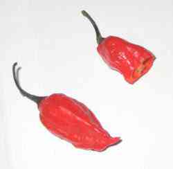 Descubra qual é a pimenta mais ardida do mundo 250px 2006 10 11 Naga Jolokia Tezpur | Curiosidades | curioso, pimenta