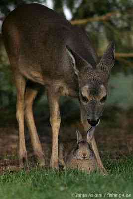 Bambi - A vida imita a arte? bambi | Arte | bambi, curioso, disney, fotografia, incrível