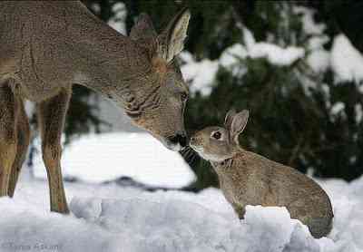 Bambi - A vida imita a arte? bambi1 | Arte | bambi, curioso, disney, fotografia, incrível