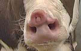 Bezerra nasce com dois narizes bezerra | Animais | animais, bizarro, incrível