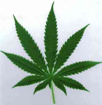 Maconha - Liberar ou não? cannabis spp leaf3 | Polêmica | drogas, maconha, Textos