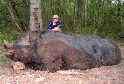 Jovem caçador mira e mata porcão gigante D8PBKB5G0 | Animais | animais, gigante, incrível, noticias
