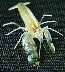 O camarão que manda o kamehamehááá pistol.shrimp | Animais | animais, curioso, incrível