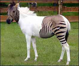 Zorse - filhote de cavalo com zebra zorse | Animais | animais, curioso, incrível, mutante