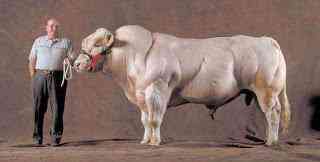 Hiper musculatura belgian.blue | Bizarro | bizarrice, incrível, medicina, mutante, noticias