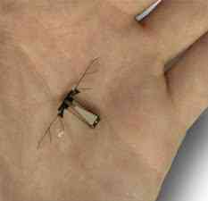 O robô-mosca | Ciência | curioso, robôs, Tecnologia