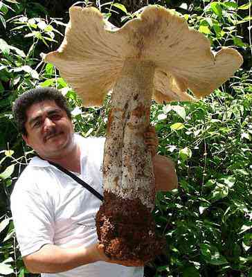 Cogumelo gigante encontrado giant mushroom | Curiosidades | cogumelo, gigante, incrível, noticias