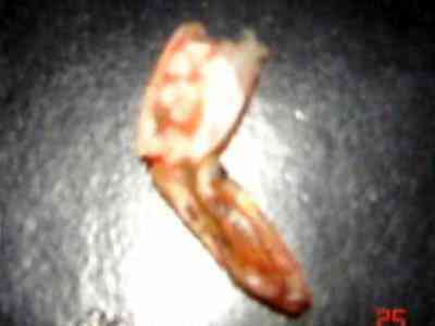 Coisas curiosas que você não pode nem imaginar jesus shrimp | Curiosidades | curioso, incrível, religião