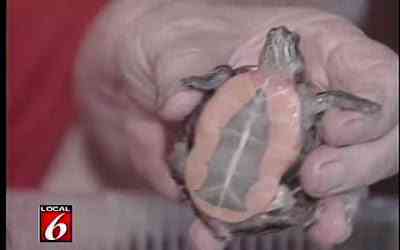 Coisas curiosas que você não pode nem imaginar virgin mary turtle | Curiosidades | curioso, incrível, religião