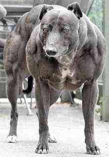 Hiper musculatura whippet dog | Bizarro | bizarrice, incrível, medicina, mutante, noticias
