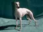 Hiper musculatura whippet | Bizarro | bizarrice, incrível, medicina, mutante, noticias