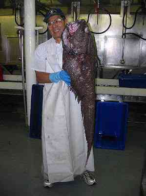 Peixes bizarros de altas profundidades 873591559 de82c8816b | Animais | animais, bichos, bizarro, curioso, incrível, peixes