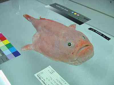 Peixes bizarros de altas profundidades 873593283 62aa49aedd | Animais | animais, bichos, bizarro, curioso, incrível, peixes