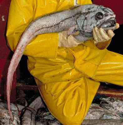 Peixes bizarros de altas profundidades 873593865 7adb3d2c56 | Animais | animais, bichos, bizarro, curioso, incrível, peixes
