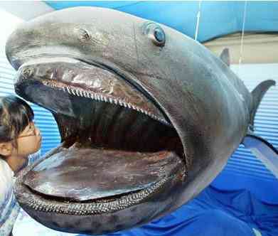 Peixes bizarros de altas profundidades 873594773 24a8102ea7 | Animais | animais, bichos, bizarro, curioso, incrível, peixes