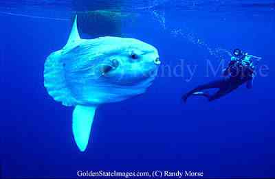 Peixes bizarros de altas profundidades 873597871 f49c9ca397 | Animais | animais, bichos, bizarro, curioso, incrível, peixes