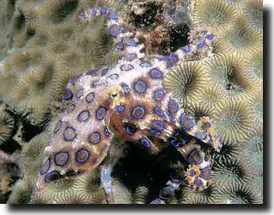 Peixes bizarros de altas profundidades 874441848 9ee3ebee52 | Animais | animais, bichos, bizarro, curioso, incrível, peixes