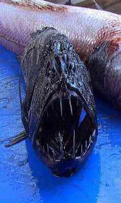 Peixes bizarros de altas profundidades 874442868 059b4000d2 | Animais | animais, bichos, bizarro, curioso, incrível, peixes