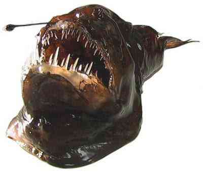 Peixes bizarros de altas profundidades 874443676 794ab041ac | Animais | animais, bichos, bizarro, curioso, incrível, peixes