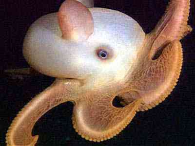 Peixes bizarros de altas profundidades 874445860 ccd6c3b2f5 | Animais | animais, bichos, bizarro, curioso, incrível, peixes