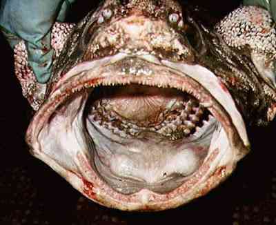 Peixes bizarros de altas profundidades 874446150 5e8ca48b4b | Animais | animais, bichos, bizarro, curioso, incrível, peixes