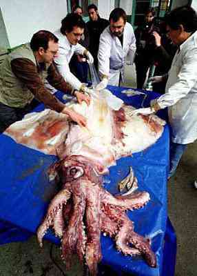Peixes bizarros de altas profundidades 874447458 c54ee93191 | Animais | animais, bichos, bizarro, curioso, incrível, peixes