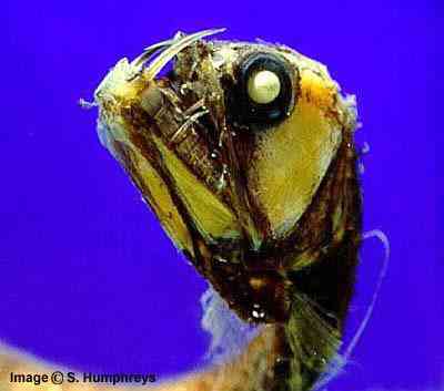 Peixes bizarros de altas profundidades 874448092 54b37338f9 | Animais | animais, bichos, bizarro, curioso, incrível, peixes