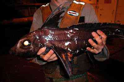 Peixes bizarros de altas profundidades 875355748 d367148336 o | Animais | animais, bichos, bizarro, curioso, incrível, peixes