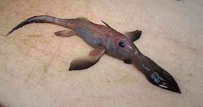 Peixes bizarros de altas profundidades 875355800 26647381ca o | Animais | animais, bichos, bizarro, curioso, incrível, peixes
