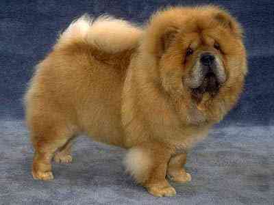 Cão de raça. Gratis! Pegue o seu! ChowChow | Animais | animais, cachorro, cão, dicas