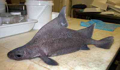 Peixes bizarros de altas profundidades PricklyShark | Animais | animais, bichos, bizarro, curioso, incrível, peixes
