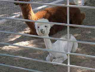 Os animais mais estranhos e esquisitos do mundo alpaca | Animais | animais, bizarro, curioso, estranhas