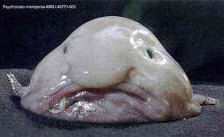 Os animais mais estranhos e esquisitos do mundo blobfish | Animais | animais, bizarro, curioso, estranhas