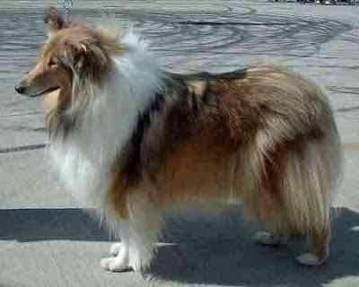 Cão de raça. Gratis! Pegue o seu! collie | Animais | animais, cachorro, cão, dicas
