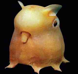 Os animais mais estranhos e esquisitos do mundo dumbo octopus | Animais | animais, bizarro, curioso, estranhas
