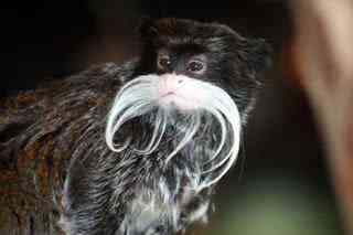 Os animais mais estranhos e esquisitos do mundo emperor tamarin | Animais | animais, bizarro, curioso, estranhas