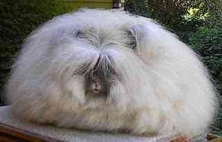 Os animais mais estranhos e esquisitos do mundo english angora rabbit | Animais | animais, bizarro, curioso, estranhas