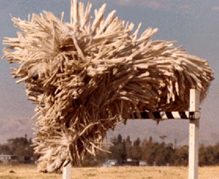 Os animais mais estranhos e esquisitos do mundo komondor dog | Animais | animais, bizarro, curioso, estranhas