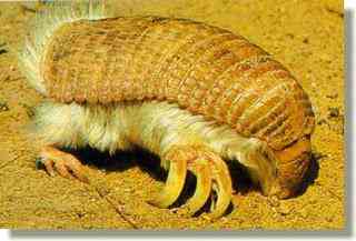Os animais mais estranhos e esquisitos do mundo pink fairy armadillo | Animais | animais, bizarro, curioso, estranhas