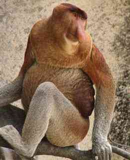 Os animais mais estranhos e esquisitos do mundo proboscis monkey | Animais | animais, bizarro, curioso, estranhas