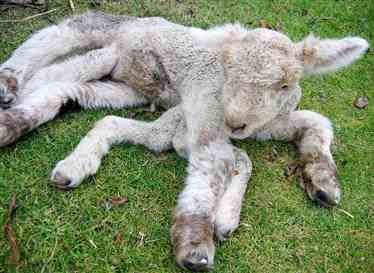 Descubra a bizarra ovelha aranha que nasceu com 7 pernas spider lamb | Animais | animais, bizarrice, curioso, incrível, sinistro