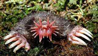 Os animais mais estranhos e esquisitos do mundo star nosed mole | Animais | animais, bizarro, curioso, estranhas