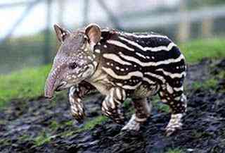 Os animais mais estranhos e esquisitos do mundo tapir baby | Animais | animais, bizarro, curioso, estranhas