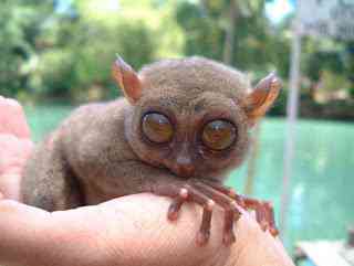 Os animais mais estranhos e esquisitos do mundo tarsier | Animais | animais, bizarro, curioso, estranhas