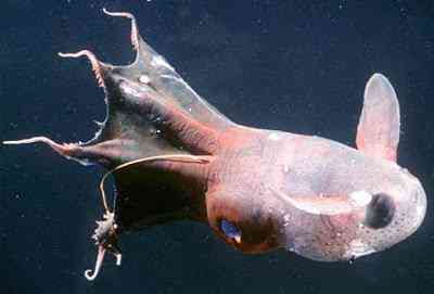 Peixes bizarros de altas profundidades vampire squid | Animais | animais, bichos, bizarro, curioso, incrível, peixes