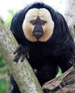 Os animais mais estranhos e esquisitos do mundo white faced saki monkey | Animais | animais, bizarro, curioso, estranhas