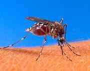 O homem com o elefantiase 180px Aedes aegypti biting human | Bizarro | bizarrice, bizarro, doenças, gigante, sinistro
