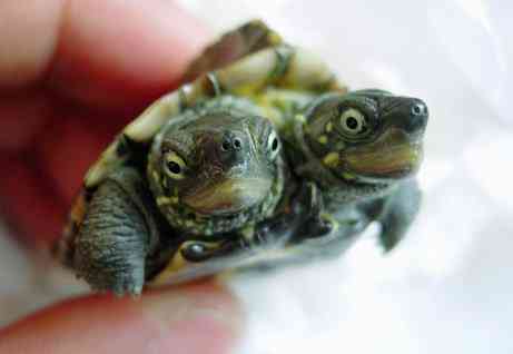 Os incríveis Bichinhos do Mundo Gump 060317 two headed big | Animais | animais, bichos, bizarro, curioso, mutante, nojento