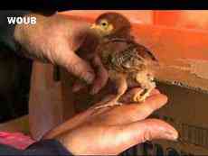 Os incríveis Bichinhos do Mundo Gump 0741117919 four legged chicken1 769772 | Animais | animais, bichos, bizarro, curioso, mutante, nojento