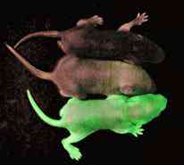 Os incríveis Bichinhos do Mundo Gump 0903 russell GFP mouse | Animais | animais, bichos, bizarro, curioso, mutante, nojento